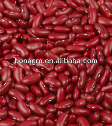 Dried Red kidney bean, british type