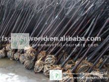 Prunus Cerasifera nigra