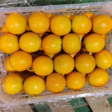 Good Quality Fresh Citrus Fruit: Orange Summer Valencia and Navel Oranges