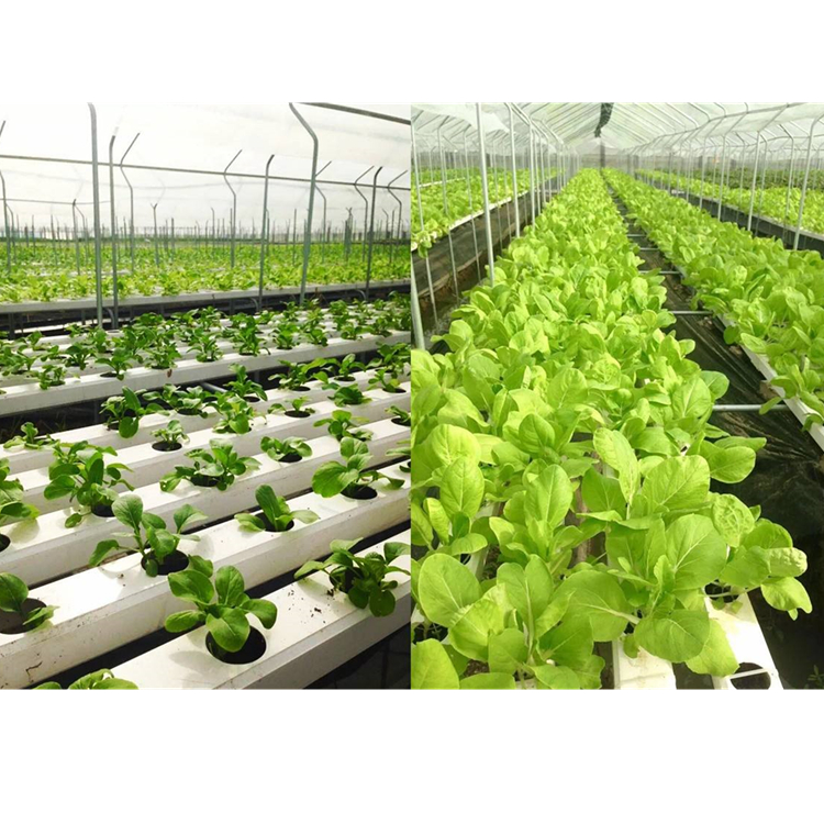 Agricultural Greenhouse Flat Hydroponic hydroponic