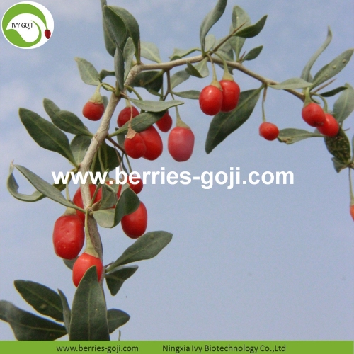 New Arrival Super Food Dried Wolfberry Goji