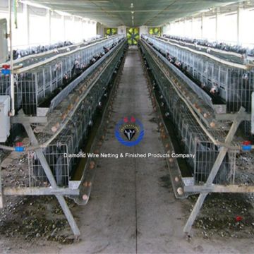 South Africa Popular Chicken Layer Cages / Chicken Egg Layer Cages