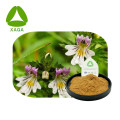 Euphrasia Officinalis Eyebright Extraction en poudre