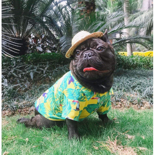 Pakaian T-Shirt Dog Hawaii