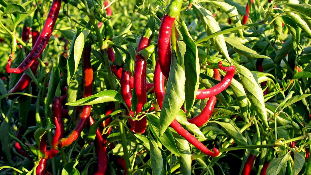 100% czysty naturalny organiczny olej chili