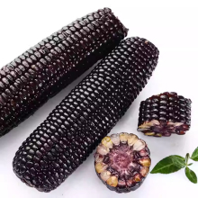 Black glutinous fresh corn