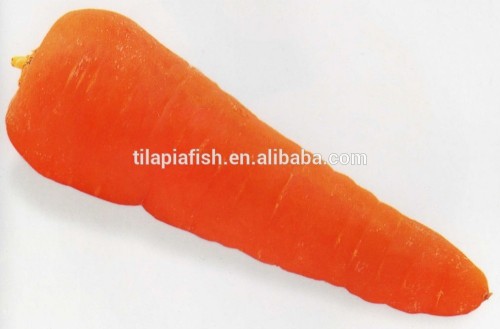 2015 fresh organic carrot for sale