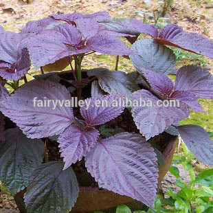 Chinese Herb Seeds Purple Perilla Seeds For Cultivation