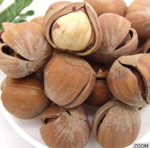 Hazelnut Roasted in Bulk Package