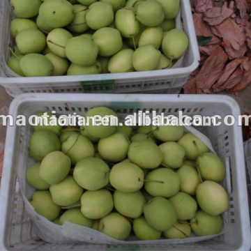 Shandong Pears