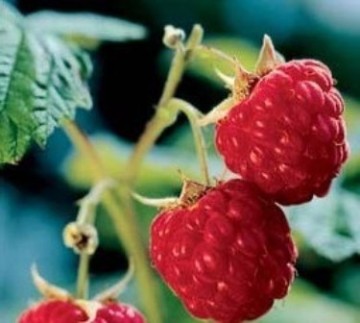 Red Raspberry Fruit P.E.