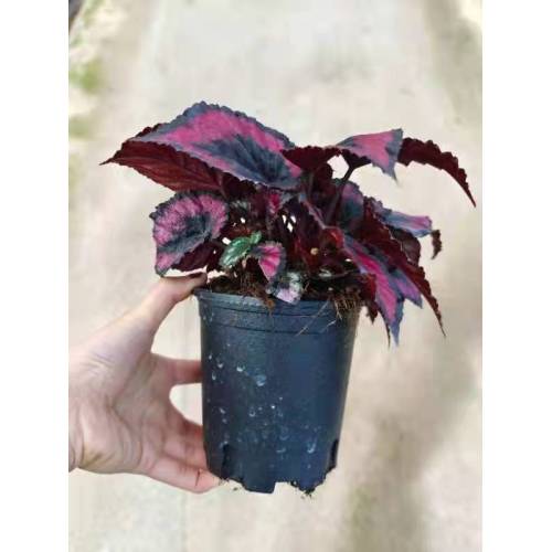 begonia 13 indoor living plants