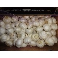 2020 Pure White Garlic