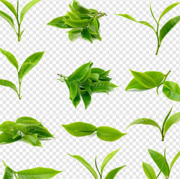 Green Tea Leaf Good Quality Green Tea