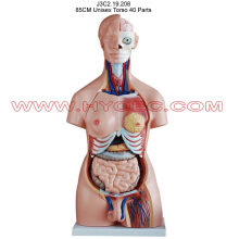 85CM Unisex Torso Model with 40 Parts for Educational Anatomy Learning