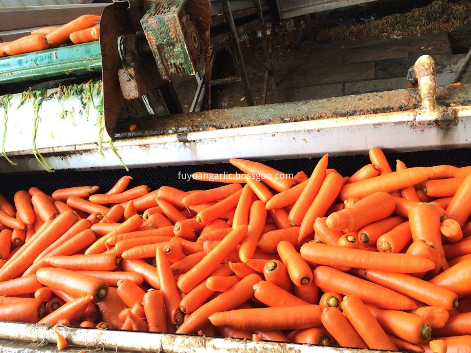 fresh shandong carrot 