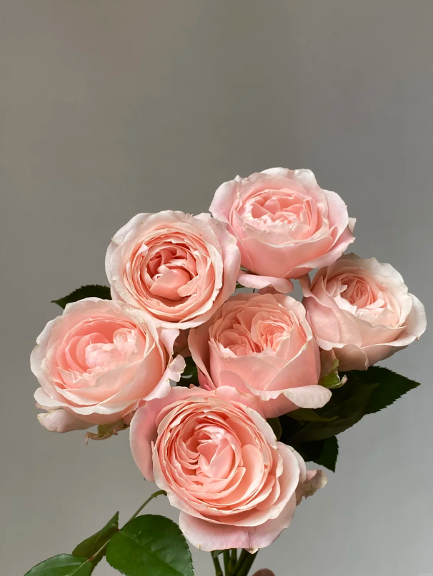 ক্যাথরিন রোজ Catherine Rose