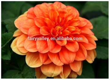 Hot Sale Hybrid orange dahlia seeds for planting