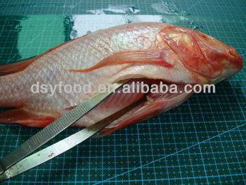 Red Tilapia Fish