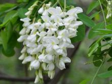 EU BIO CERTIFIED organic polyflora honey in bulk