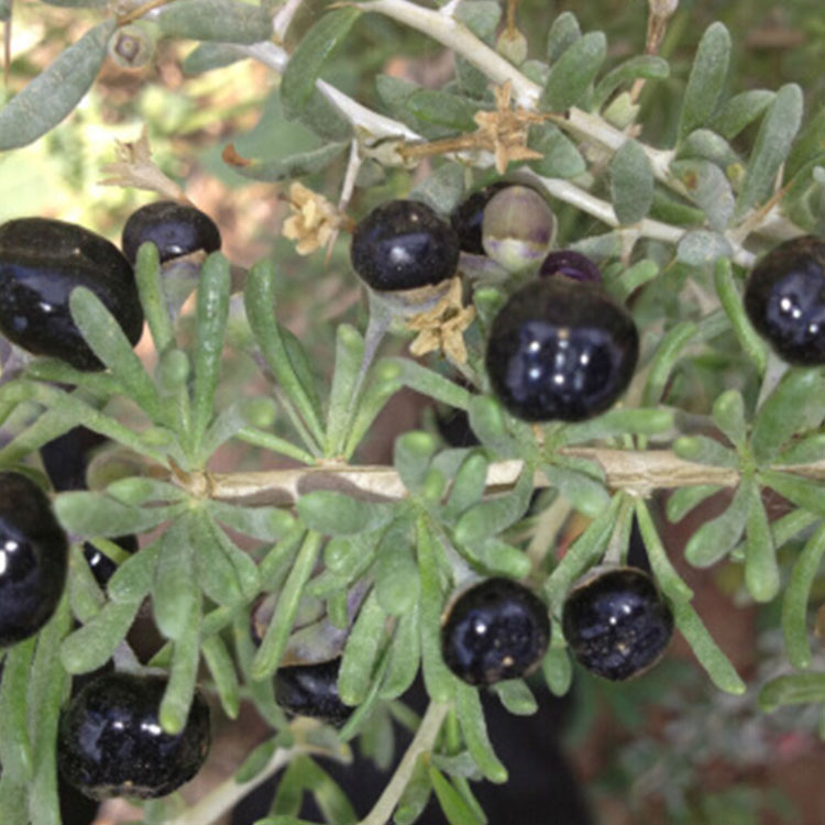 Wholesale black goji berry plant young Seedlings,Best quality kidney black goji berry plant from Ningxia