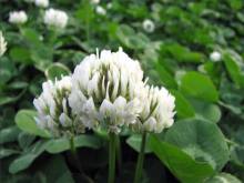 Touchhealthy Supply white clover seeds