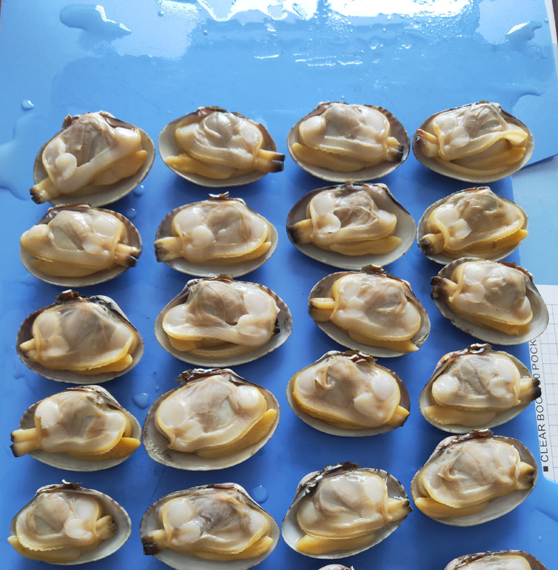 Wysokiej jakości zamrożone małże małże