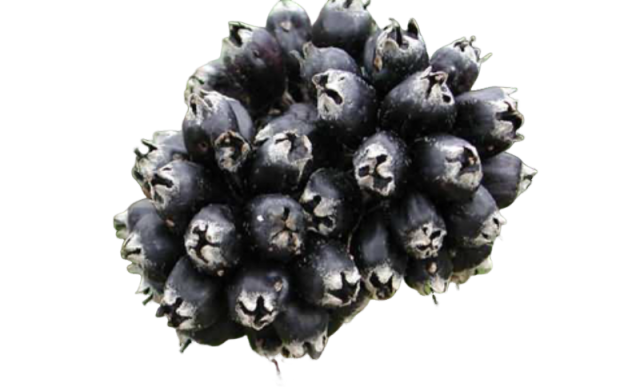 Порошок экстракта элеутерококка Eleutherococcus Extract Powder