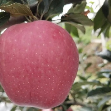 fresh western red star/hongxing apples