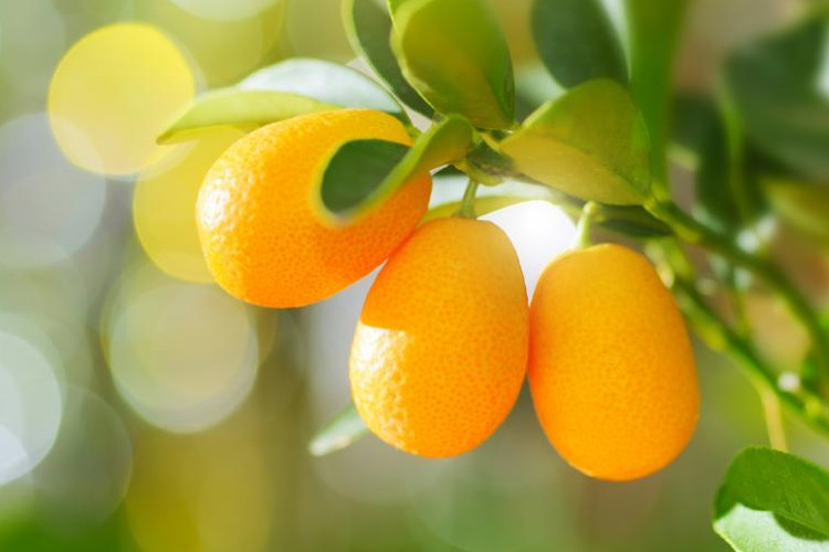 Olio essenziale di kumquat naturale puro