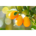 น้ำมันหอมระเหย Kumquat ธรรมชาติบริสุทธิ์