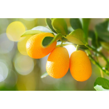 Huile essentielle de kumquat naturelle pure