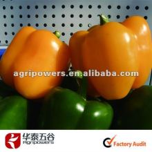Yellow Sweet pepper seed SP323