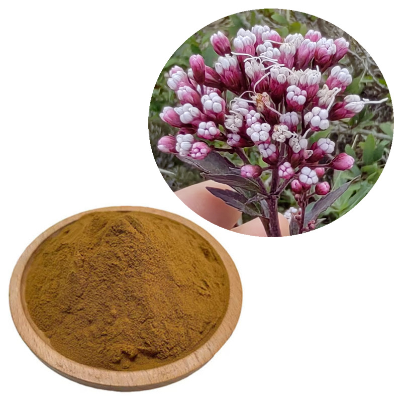 Premium-Eupatorium-Fortunei-Extract-for-Enhanced-Digestive-Function (1) Premium-Eupatorium-Fortunei-Extract-for-Enhanced-Digestive-Function (1)