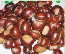 fresh chestnuts