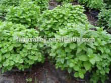Authentic Lemon Balm seeds Melissa Officinalis seeds for planting and sale