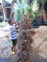cold hardy palms trees