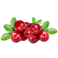 Экстракт черники Vaccinium Uliginosum L.25%