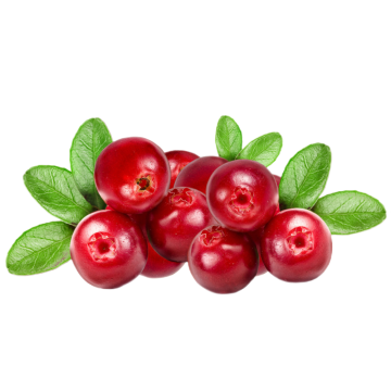 Extrait de myrtille Vaccinium Uliginosum L.25%