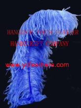 best quality south africa ostrich plume feather