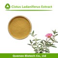 EXTRAIT DE LADANIFERUS CISTUS NATUREL 10: 1