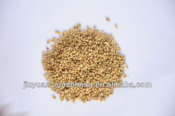 coriander seeds