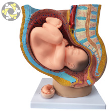 Anatomical Models: Visualizing Fetal Development During Pregnancy