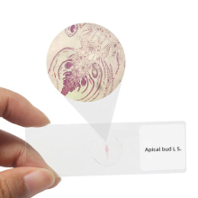 Terminal Bud Paraffin Section Apical Bud Plant Microscope Slides