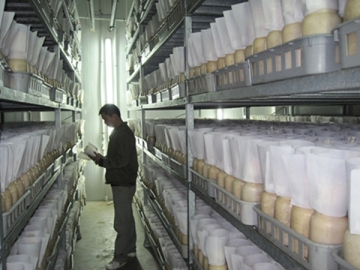 Enoki Mushroom Growing Chamber / Mushroom Growing room