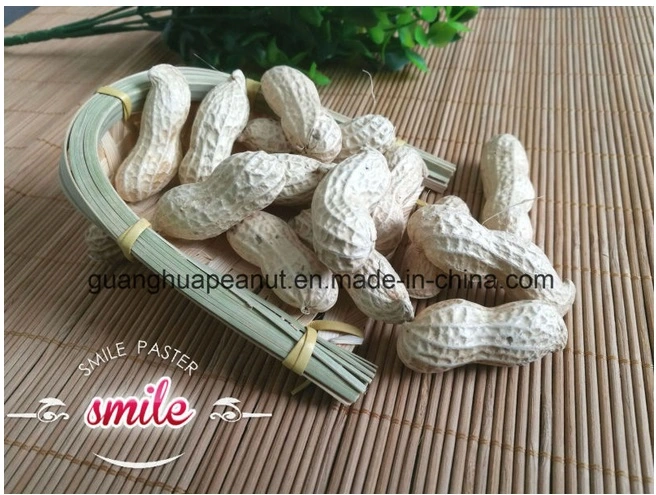 New Crop Raw Peanut in Shell Shandong