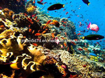 Traveling Replacement - Jmdm Immersive Virtual Tour Museum