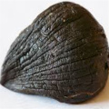 Fermented Black Garlic at Controlled Temperature