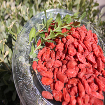 Natural Low Price Free Sample Organic Goji Berry