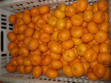 Fresh Nanfeng Baby Mandarin